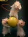 hamster