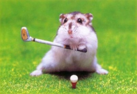 hamster-golf