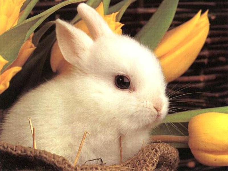 rabbit.jpg