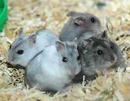 skrecikovia
